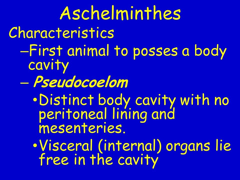 A pseudocoelomate a test számára tervezett aschelminthes, Navigációs menü